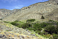 Inyo Mountains Slender Salamander Habitat