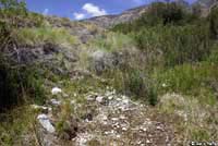 Inyo Mountains Slender Salamander Habitat