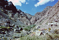 Inyo Mountains Slender Salamander Habitat