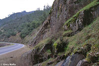 Hell Hollow Slender Salamander Habitat