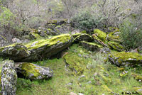 Hell Hollow Slender Salamander Habitat