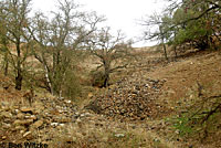 Hell Hollow Slender Salamander Habitat