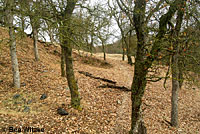 Hell Hollow Slender Salamander Habitat