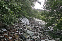 San Gabriel Mountains Slender Salamander Habitat