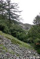 San Gabriel Mountains Slender Salamander Habitat