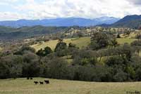 Gabilan Mountains Slender Salamander Habitat