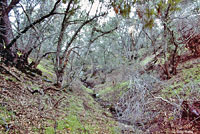 Gregarious Slender Salamander Habitat