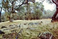 Gregarious Slender Salamander Habitat