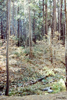 Gregarious Slender Salamander Habitat