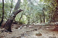 San Simeon Slender Salamander Habitat