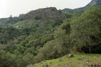 San Simeon Slender Salamander Habitat