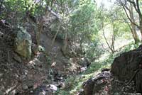 San Simeon Slender Salamander Habitat