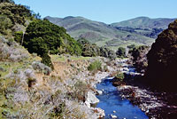 San Simeon Slender Salamander Habitat