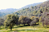 Sequoia Slender Salamander Habitat