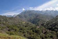 Sequoia Slender Salamander Habitat