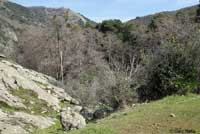 Sequoia Slender Salamander Habitat