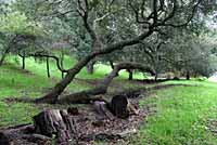 Santa Lucia Mountains Slender Salamander Habitat