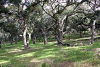 Santa Lucia Mountains Slender Salamander Habitat