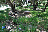 Garden Slender Salamander Habitat