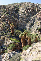 California Treefrog Habitat