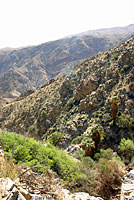 Desert Slender Salamander Habitat