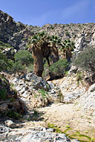 Desert Slender Salamander Habitat