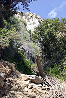 Desert Slender Salamander Habitat