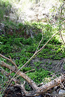 Desert Slender Salamander Habitat