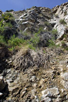 Desert Slender Salamander Habitat