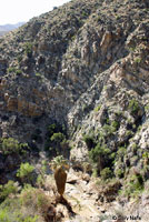 Desert Slender Salamander Habitat