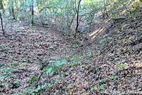 Lesser Slender Salamander habitat