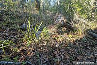 Lesser Slender Salamander habitat