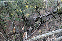 Lesser Slender Salamander habitat