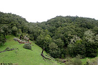 Lesser Slender Salamander habitat