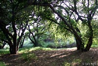 Garden Slender Salamander Habitat