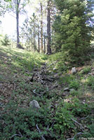 Relictual Slender Salamander Habitat