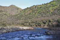 Kings River Slender Salamander Habitat