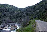 Kings River Slender Salamander Habitat