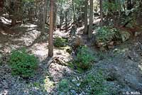 Greenhorn Mountains Slender Salamander Habitat