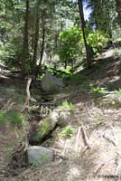 Greenhorn Mountains Slender Salamander Habitat