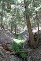 Greenhorn Mountains Slender Salamander Habitat