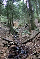 Greenhorn Mountains Slender Salamander Habitat