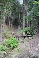 Greenhorn Mountains Slender Salamander Habitat