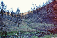 Kern Plateau Slender Salamander Habitat