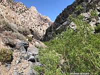 Kern Plateau Slender Salamander Habitat