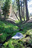 Kern Plateau Slender Salamander Habitat