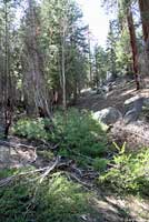 Kern Plateau Slender Salamander Habitat