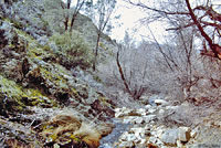 Kern Canyon Slender Salamander Habitat