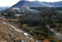 Gregarious Slender Salamander Habitat