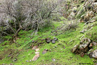 Kern Canyon Slender Salamander Habitat